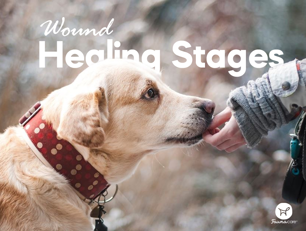 What to Do if Your Dog’s Wound Isn’t Healing Fauna Care